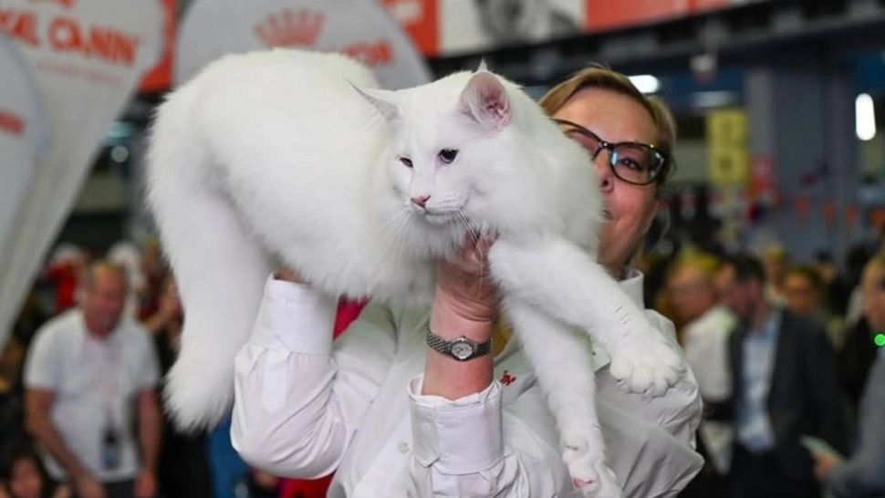 Campionatul Mondial Felin 2025. Trei pisici din România, desemnate cele mai frumoase din lume - FOTO