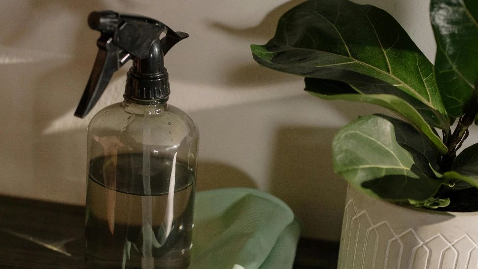 Este recomandat sau nu să punem zațul de cafea în ghivecele florilor. Ce spun specialiștii despre această metodă de fertilizare a plantelor