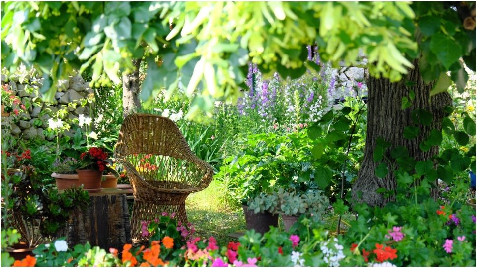 Plantele și pomii care îți pun în pericol grădina. Pot crea probleme serioase pe termen lung 