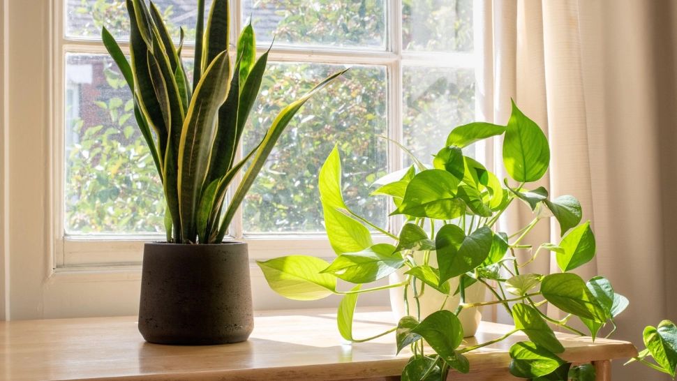 Ghidul toamnei pentru plantele de apartament: când și cum să le muți în interior