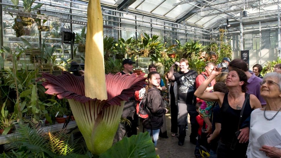 Alertă la o grădină botanică din Germania! A dispărut floarea-cadavru, care miroase a carne putrezită: planta atrăgea mii de vizitatori FOTO