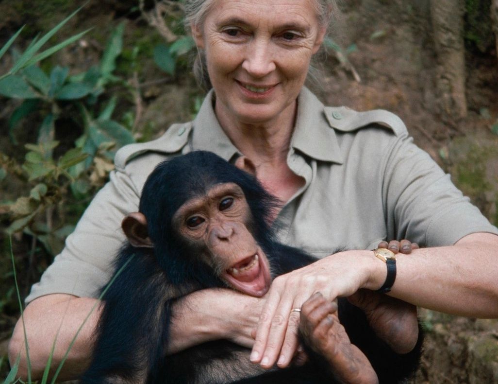 Doliu uriaș în lumea științei: Jane Goodall, legenda care a dedicat viața protejării mediului, s-a stins din viață la 91 de ani