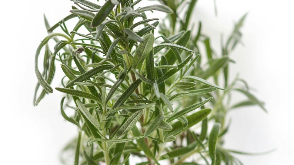 Mirosul acestei plante ajută memoria și îl face pe om să gândească lucid. O poți crește în ghiveci