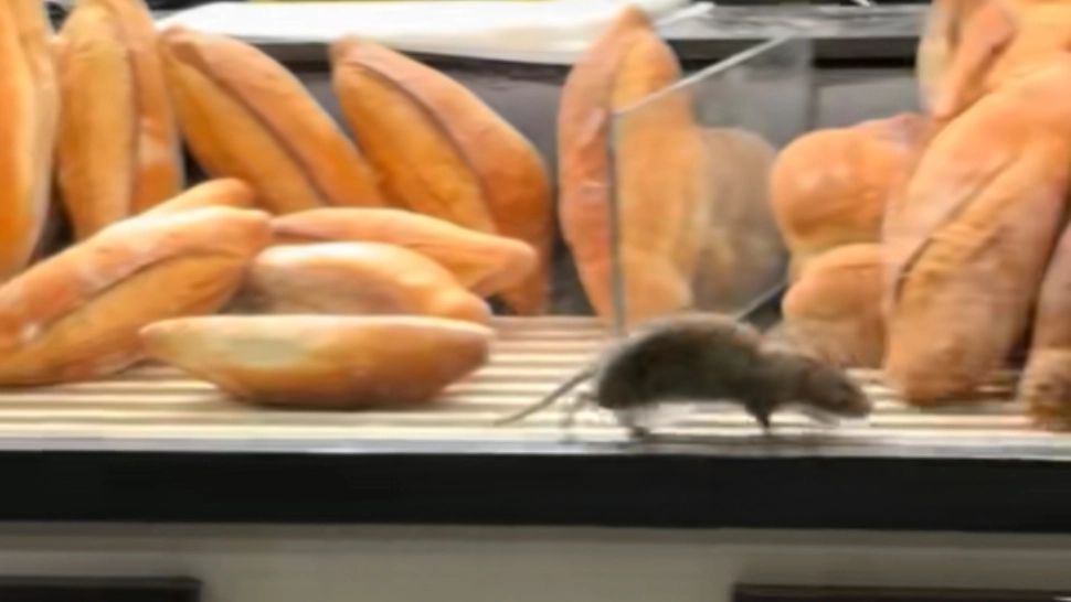 ANPC reacționează după ce un mega-șobolan a fost filmat printre franzele, într-o brutărie din București - VIDEO
