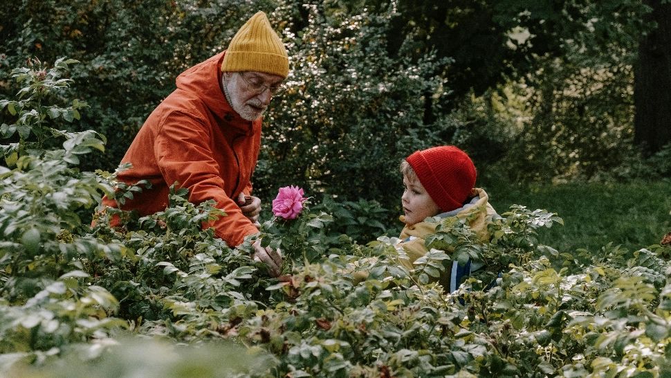 De ce NU trebuie fertilizați trandafirii toamna. Ce se întâmplă în caz contrar și cum trebuie îngrijiți în mod corect înainte de venirea iernii