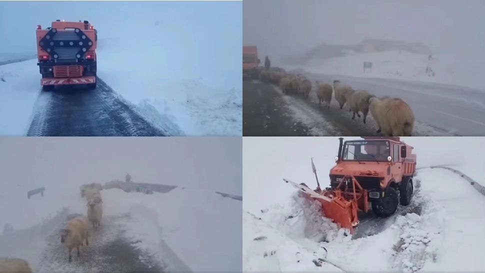 Drumarii intervin pe Transalpina. Se creează un culoar pentru crescătorii de animale blocați în zonă -VIDEO 