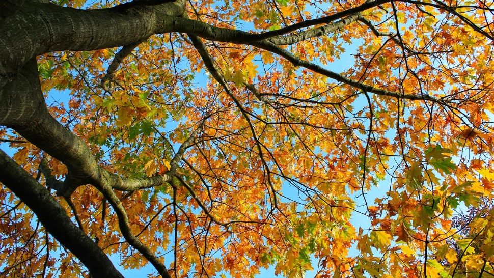 Cum va fi vremea azi? Românii au parte de un weekend cu soare și temperaturi de primăvară: până la 20°C în sudul țării