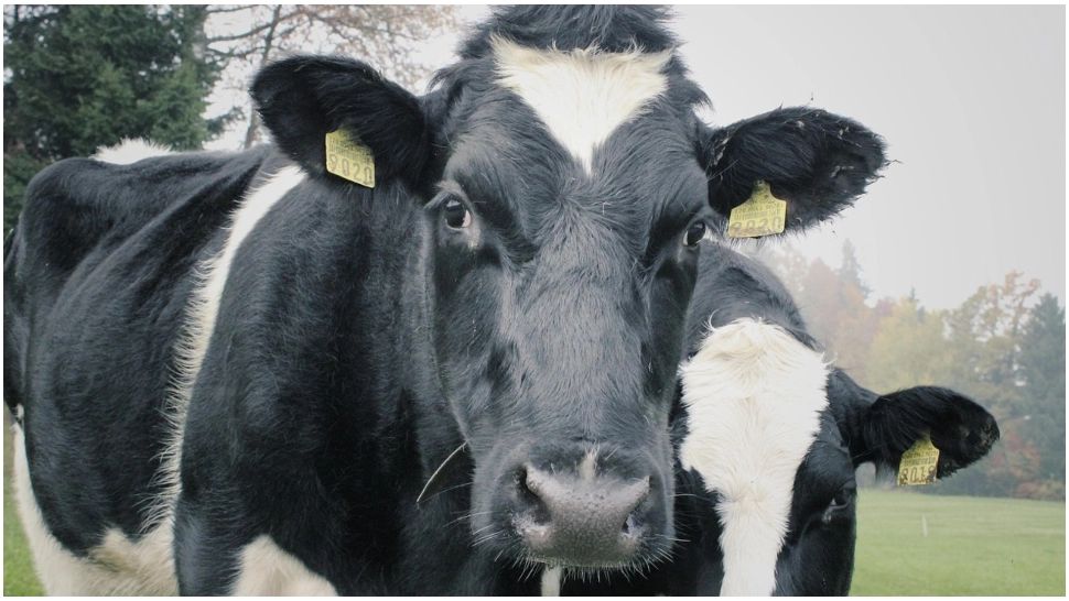 Focar de boala limbii albastre la bovine în judeţul Gorj. A fost alertată Organizația Mondială pentru Sănătatea Animalelor 