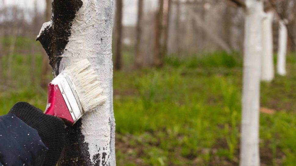 Motivul pentru care se văruiesc pomii toamna. Perioada ideală pentru efectuarea acestei operațiuni