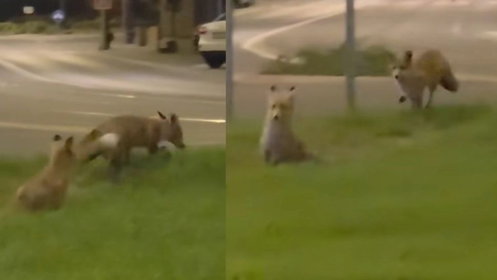 Două vulpi, surprinse în centrul Reșiței, la câțiva pași de clădiri și instituții. Animalele au oferit un adevărat spectacol de acrobație în joaca lor