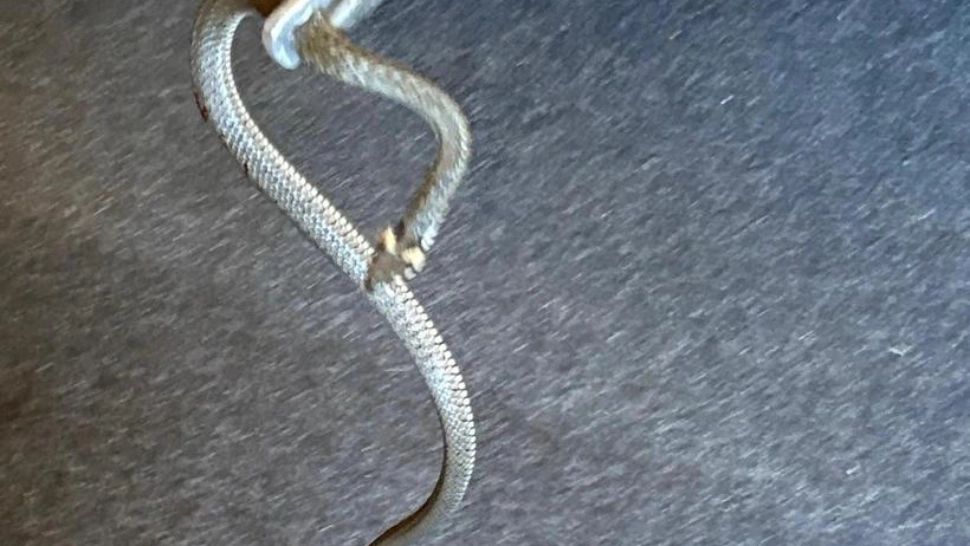  Doi șerpi descoperiți într-o casă din Mehedinți. Pisica familiei a dat alarma