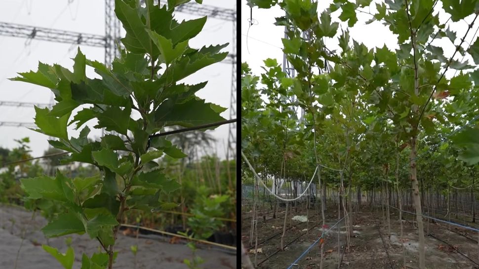 Bucureștiul care se schimbă: un oraș, șase ritmuri de înverzire