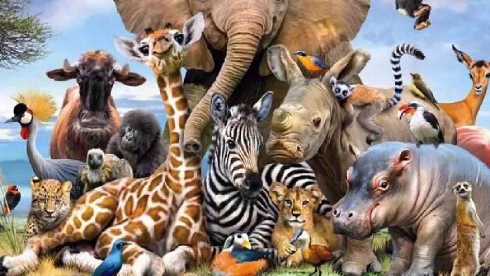 Cea mai periculoasă viețuitoare de pe planetă. Pare fragilă, dar provoacă sute de mii de morți anual