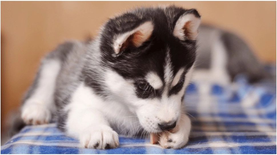 Motivul pentru care câinii își ling lăbuțele. Experții au elucidat misterul 