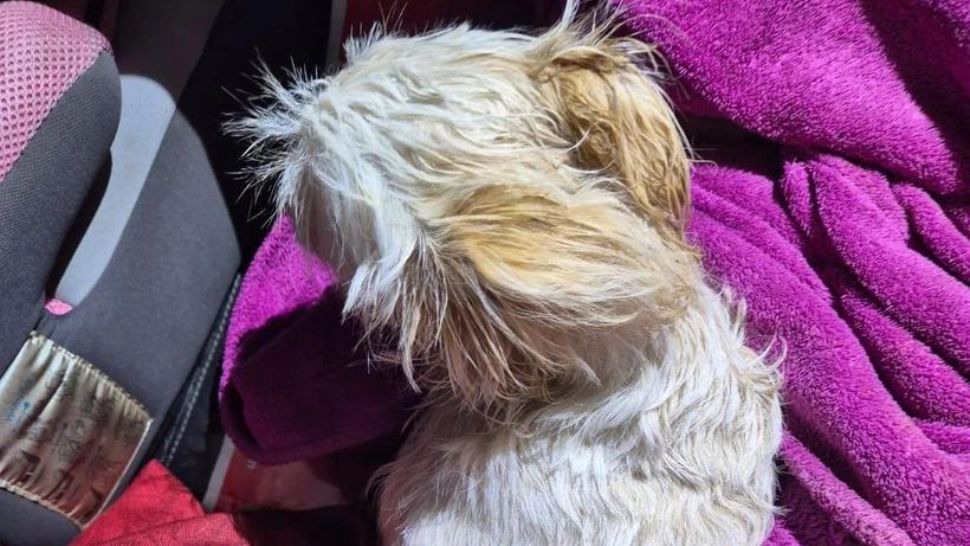 Un bărbat beat și-a aruncat cățelul de la etaj după o ceartă cu soția. Ce s-a întâmplat cu patrupedul?