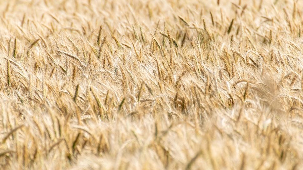 Situația agricolă din România: exportăm materie primă. Importăm scump produse procesate