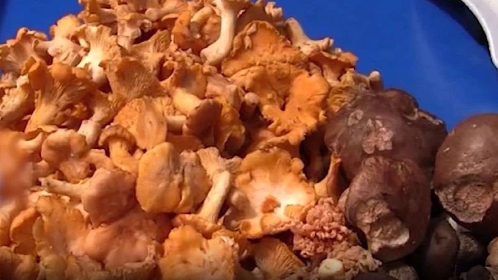 Românii culeg ciuperci după ureche și ajung în comă la spital. Sfatul specialiștilor: „Nu culegeți ciuperca dacă nu o cunoașteți!”