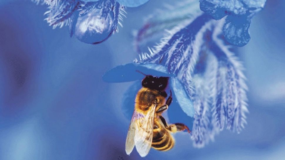 Mierea albastră, noul fenomen gastronomic care a cucerit lumea: combinația spectaculoasă dintre natură și știință