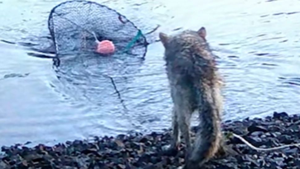 Lupii au învățat să fure din minciog. Un VIDEO cu un lup când trage capcana din apă ca să își ia hrana i-a lăsat muți pe cercetători 