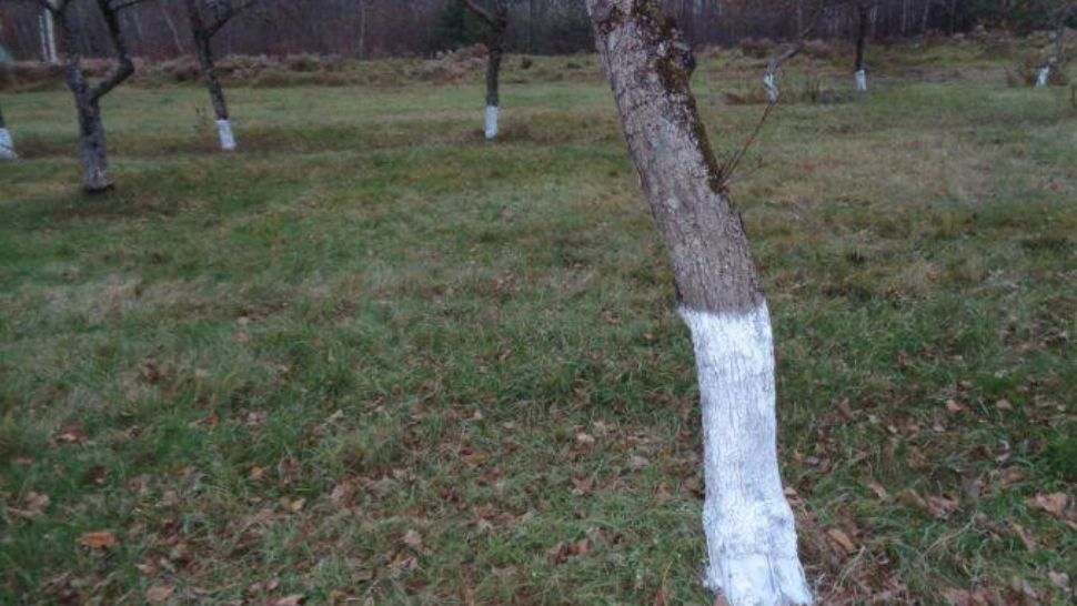 De ce trebuie văruiți pomii în luna noiembrie. Trucul simplu care îi ajută să treacă iarna fără probleme