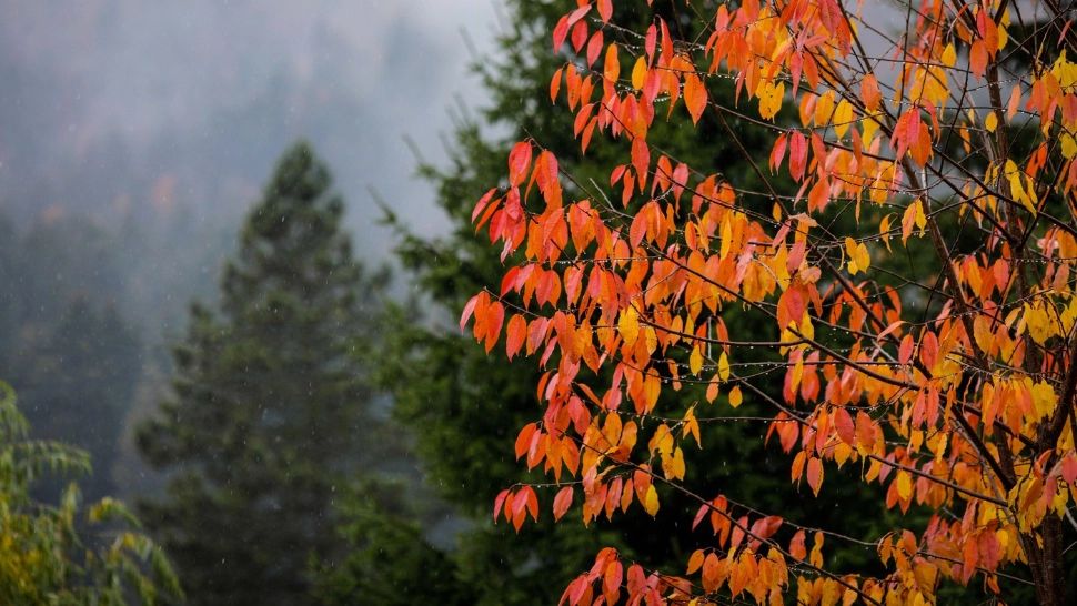 Schimbare bruscă a vremii de la mijlocul săptămânii: după zile calde urmează o RĂCIRE SEVERĂ. Prognoza pe următoarele două săptămâni
