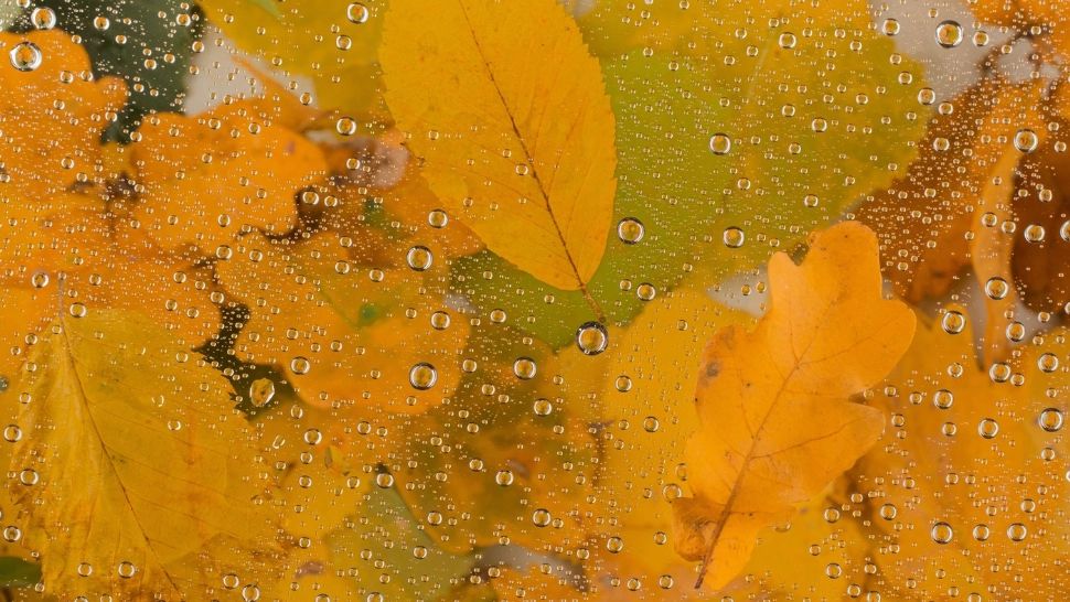 Prognoza meteo18 noiembrie. Vreme mohorâtă și vânt puternic: temperaturile scad semnificativ. Unde va fi cel mai frig astăzi