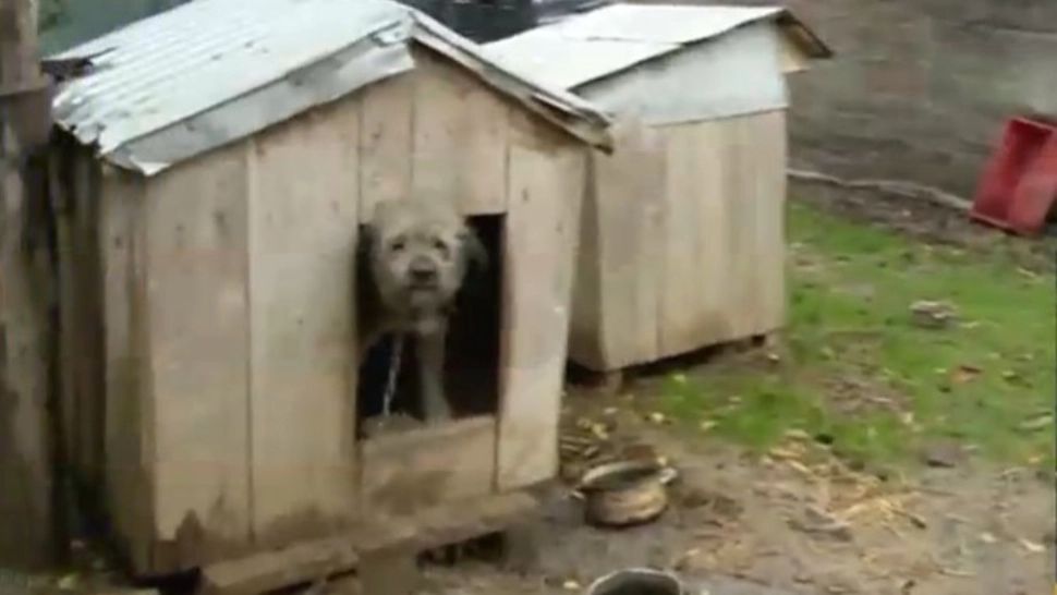 Bolojan vine cu o nouă bombă! Guvernul pune taxă pe orice, vom plăti inclusiv pentru cușca animalelor: „Nu mai lătra că-ți ia cușca!”