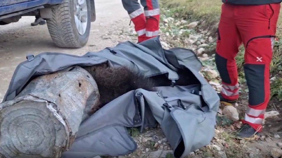 Un pui de urs a rămas cu capul blocat într-un rezervor. Salvamontiștii au intervenit de urgență