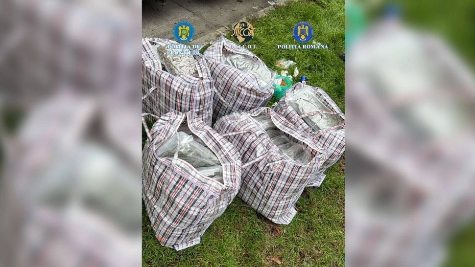Captură uriașă de droguri la frontiera româno-bulgară: 37 de kilograme de canabis, descoperite într-un transport de arbuști ornamentali