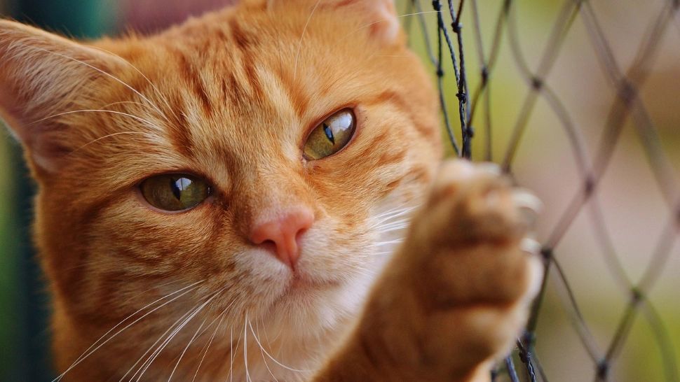 Poveste cu final fericit de sărbători: un pisoi a fost salvat la timp din mașina de spălat chiar de stăpâna sa