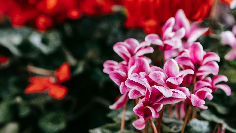 Trucuri pentru ciclame pline de flori. Cum trebuie îngrijită, iarna, această plantă de apartament