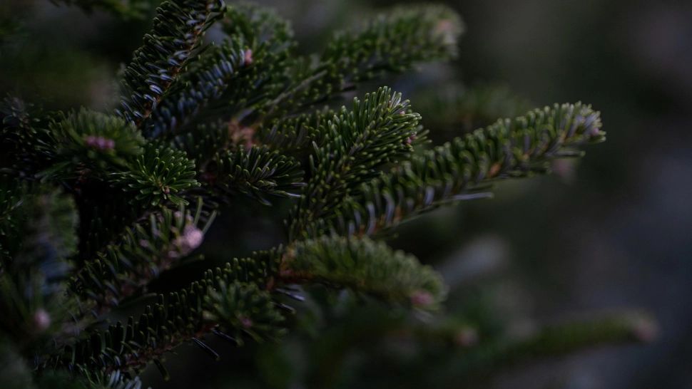 Truc simplu ca să scapi de insectele ascunse în bradul de Crăciun. Ce trebuie să faci înainte să-l aduci în casă