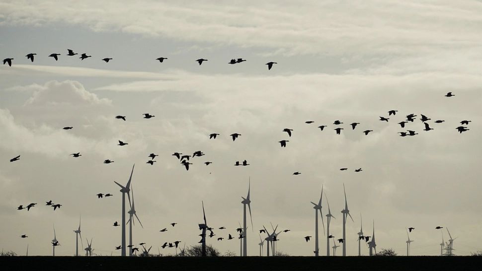 Braconaj de păsări sălbatice descoperit de jandarmi în Prahova. Le ademeneau cu dispozitive radio şi vergele unse cu clei