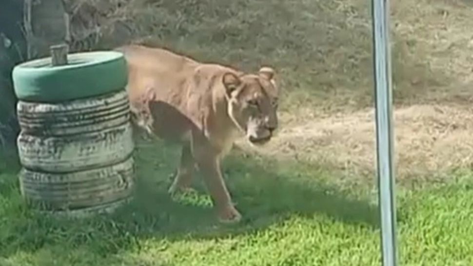 Tragedie la o grădină zoologică din Brazilia: un tânăr de 19 ani a murit după ce a intrat în ţarcul leilor pentru a-i îmblânzi