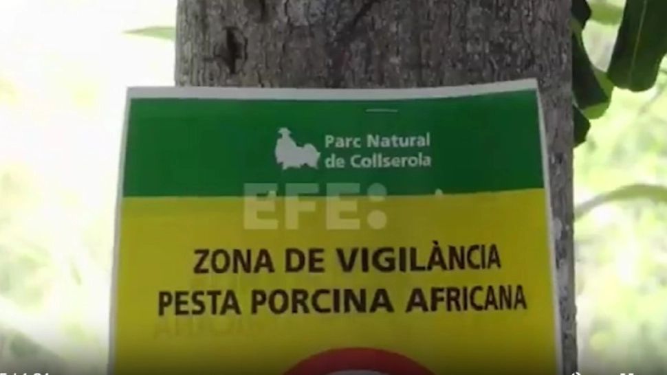 Focar de pestă porcină în Spania. O treime din exporturi, blocate