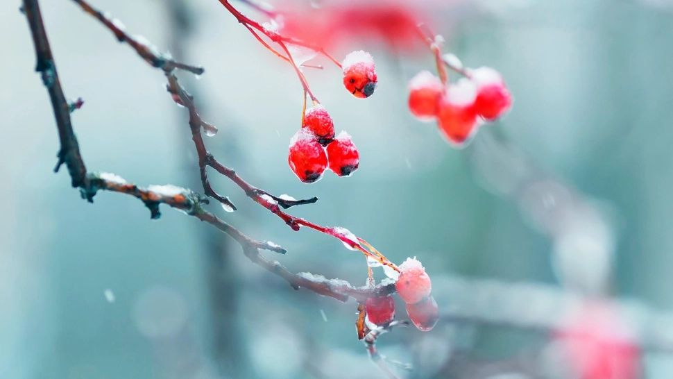 Decembrie capricios: temperaturi de până la 14 grade, apoi frig și precipitații. Când se schimbă vremea