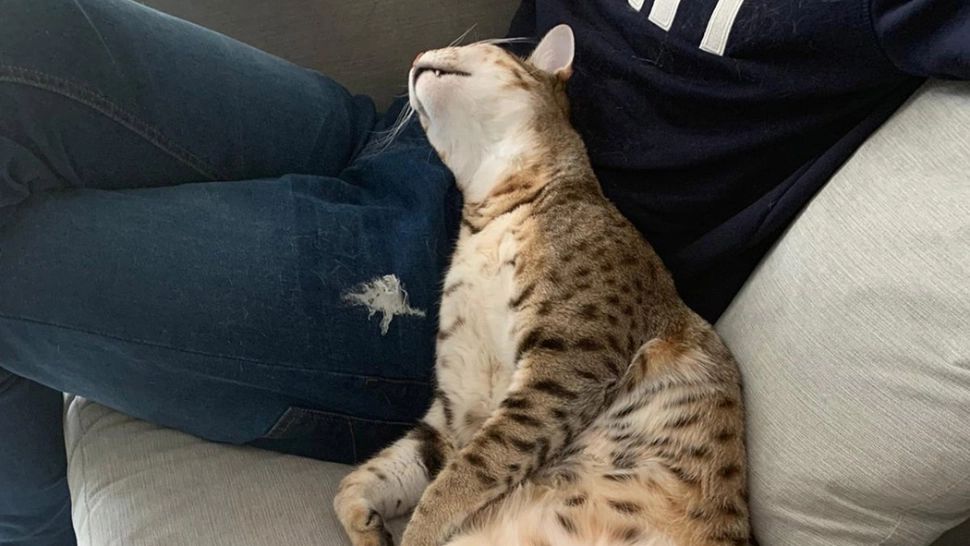 Cum îți dezveți pisica să zgârie mobilierul cu stofă: metode simple și eficiente