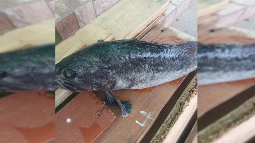 Pește misterios prins la malul Mării Negre. Specia ar putea proveni din Coreea