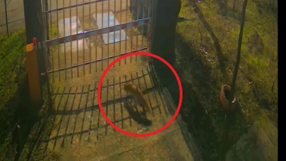 Imagini inedite din inima Capitalei: trei vulpi, „vizitatori” nocturni la Muzeul Antipa. Cum explică specialiștii situația VIDEO