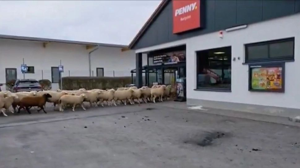 Zeci de oi au dat năvală într-un supermarket Penny. Vizita-surpriză a provocat haos pentru 20 de minute - VIDEO
