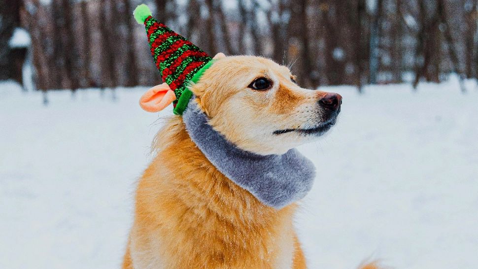 Cum să-ți protejezi cainele de ger. Ce trebuie să știi dacă ai un astfel de animal de companie