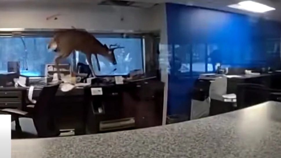 Vizită neașteptată la o bancă din New York: Un cerb a spart geamul și a făcut prăpăd în interior. Intrusul a fost „arestat” VIDEO
