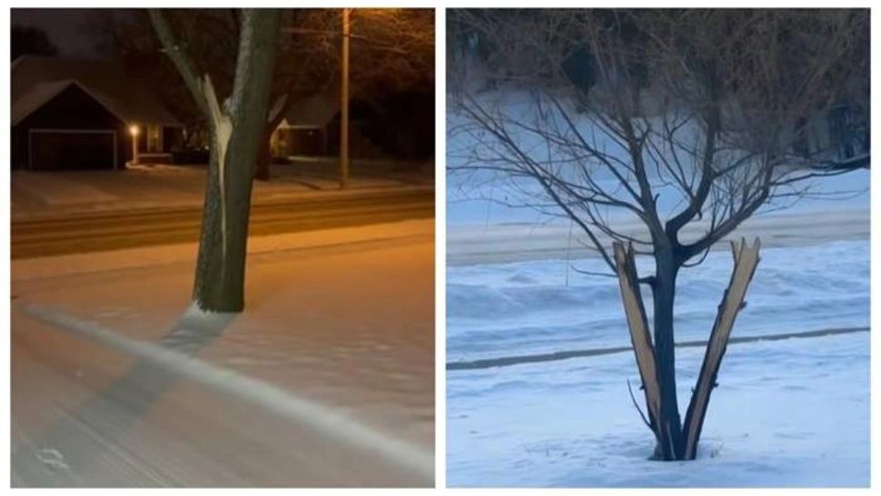 Fenomen bizar în SUA: copaci care „explodează” din senin, stârnesc panică pe rețelele sociale