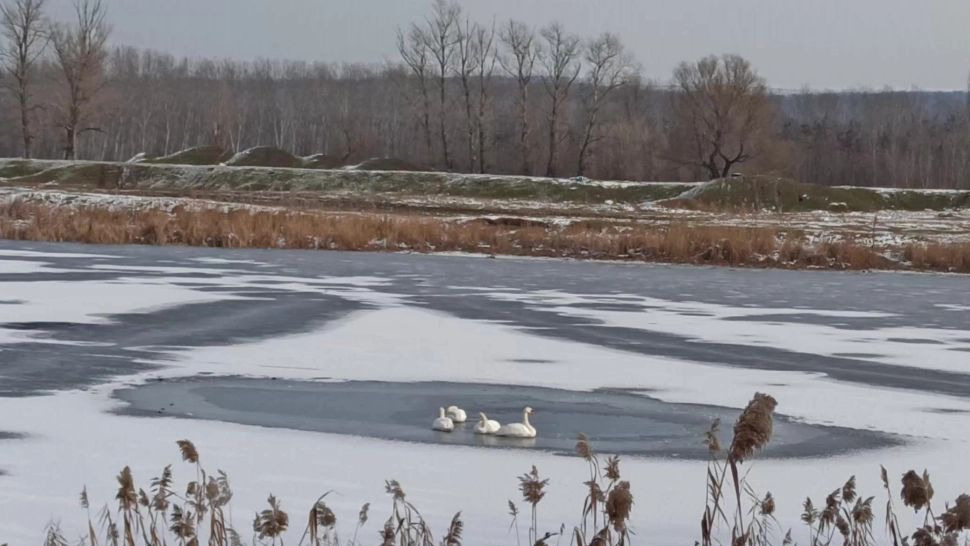 Lebede moarte într-un lac din județul Vaslui. Cel puțin opt cadavre au fost scoase din apa înghețată 
