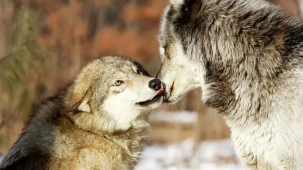 Rolul esențial al „Lupului Omega”, cel mai slab rang din lumea lupilor. Fără el, haita s-ar destrăma iar masculul Alfa ar fi un nimeni