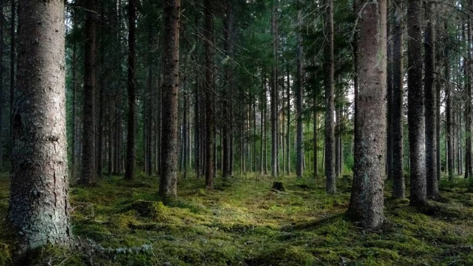 Presa maghiară, acuzații dure: România a naționalizat păduri din Ținutul Secuiesc