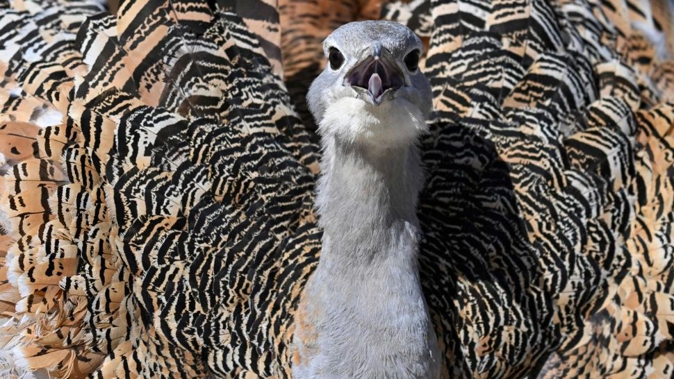 Un simbol al naturii românești se află în pragul dispariției. Specialiștii trag un semnal de alarmă