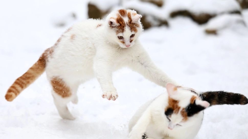 Cât de periculoasă este cofeina pentru pisici. Veterinarii avertizează: avem în casă tot mai multe produse care le pot face rău