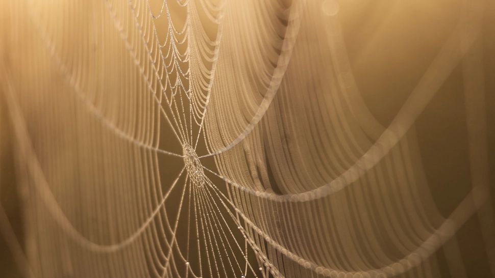 Cum scapi de păianjeni fără chimicale. Metoda folosită de bulgăroaice, tot mai populară și în România