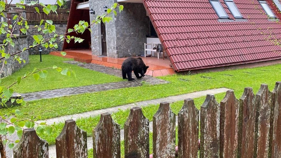 Pe ce mai sparge banii rezista de la Mediu. Diana Buzoianu dă 24 de milioane de lei pe garduri electrice pentru urși